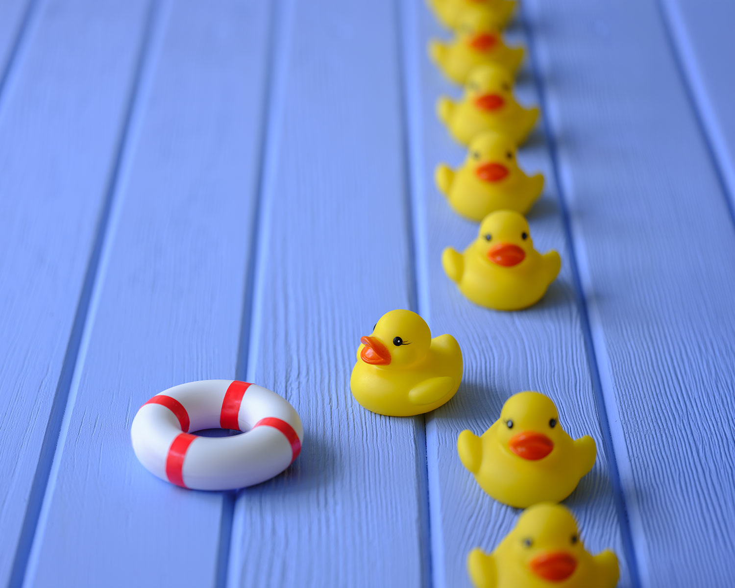 Alignement de petits canards jaunes en plastique sur un fond en bois bleu, avec une bouée blanche et rouge au premier plan.